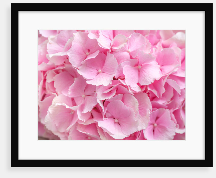 Flower bouquet by Assaf Frank